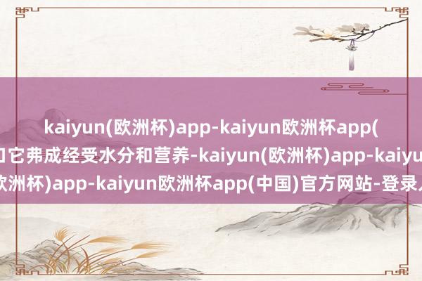 kaiyun(欧洲杯)app-kaiyun欧洲杯app(中国)官方网站-登录入口它弗成经受水分和营养-kaiyun(欧洲杯)app-kaiyun欧洲杯app(中国)官方网站-登录入口