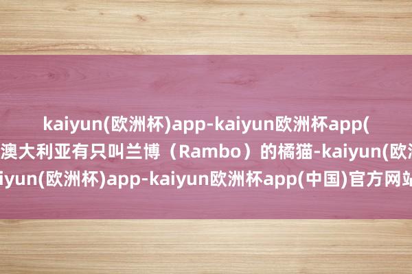 kaiyun(欧洲杯)app-kaiyun欧洲杯app(中国)官方网站-登录入口澳大利亚有只叫兰博（Rambo）的橘猫-kaiyun(欧洲杯)app-kaiyun欧洲杯app(中国)官方网站-登录入口